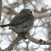 Northern Pygmy-owl