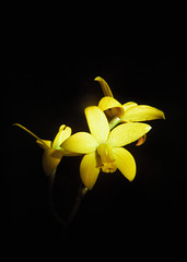 Laelia bradei