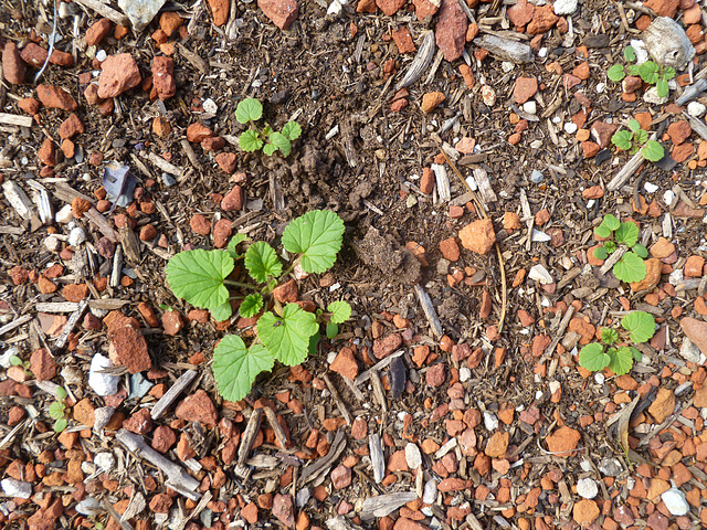 self-sown native pelargoniums