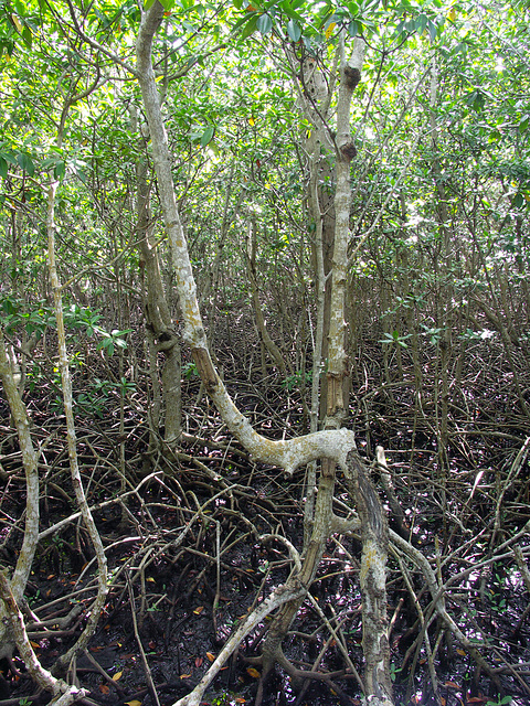 Mangrove