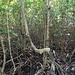 Mangrove