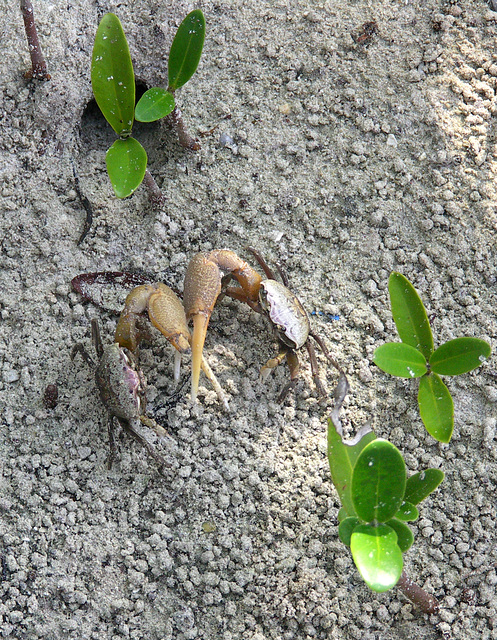 Fiddler crabs