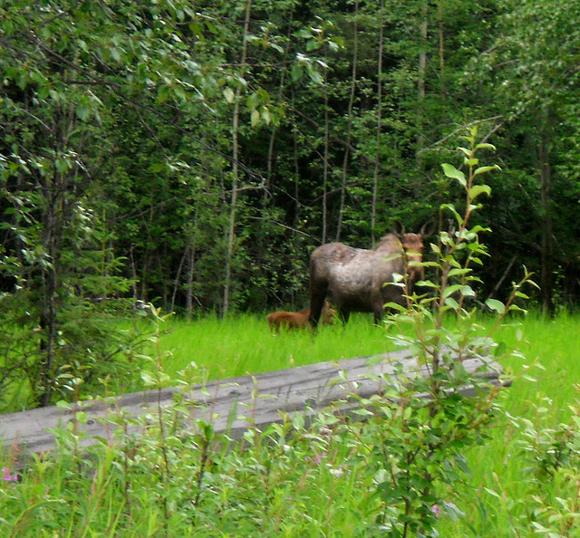 Neighbor lady and her children