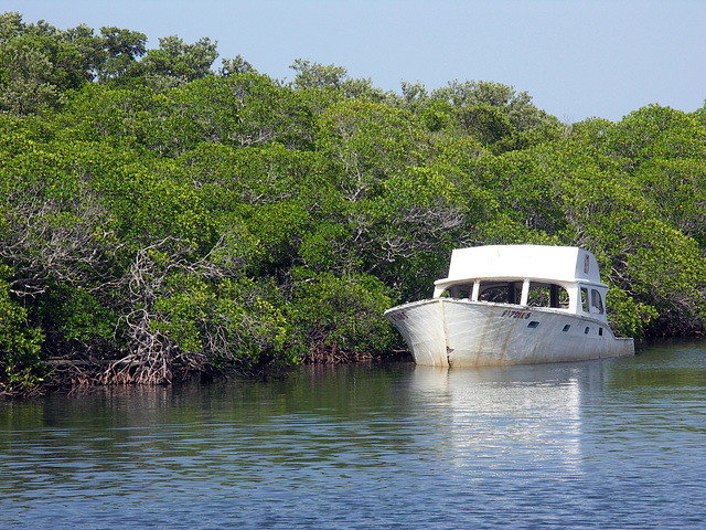 Mangrove