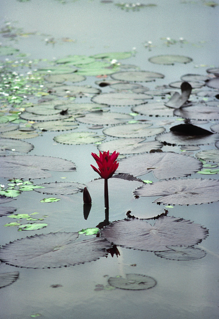 Waterlily
