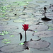 Waterlily