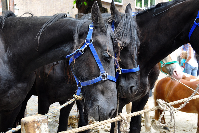 Paardenmarkt Voorschoten 2012 – Black horses with beards