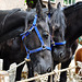 Paardenmarkt Voorschoten 2012 – Black horses with beards