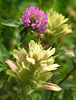 Paintbrush and Red Clover