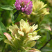 Paintbrush and Red Clover