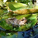 Frog-on-a-lilypad
