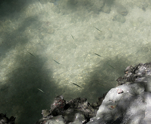 Pipefish