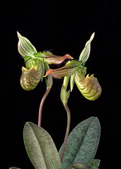 Paphiopedilum venustum