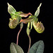 Paphiopedilum venustum