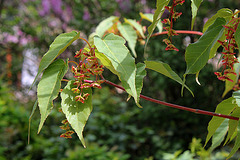 Acer davidii 'Serpentine ' - section jaspés