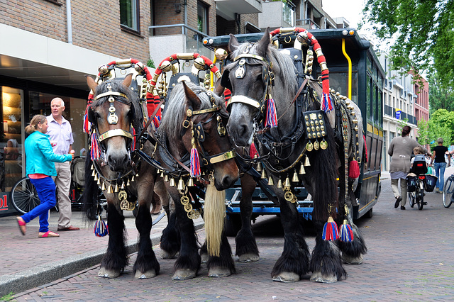 Paardenmarkt Voorschoten 2012 – Belgian draft horses