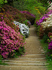 Winkworth Arboretum Azelea Steps 1