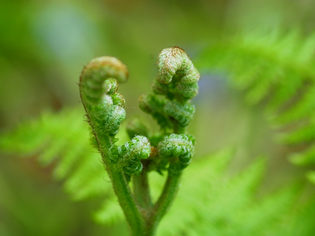 Winkworth Arboretum Ferns 3