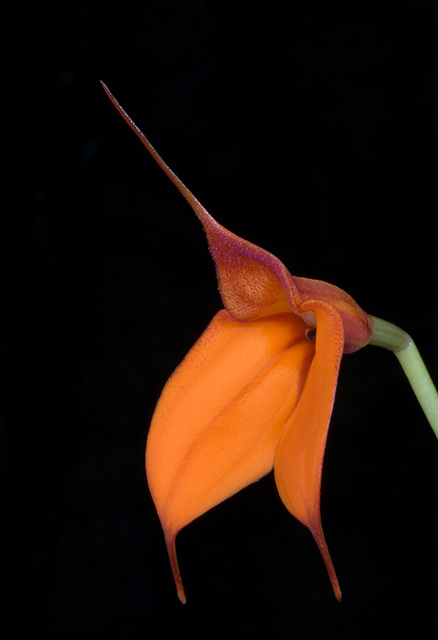 Masdevallia welischii 'Rip Hoff'