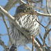 Northern Pygmy-owl