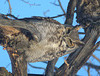 Great Horned Owl