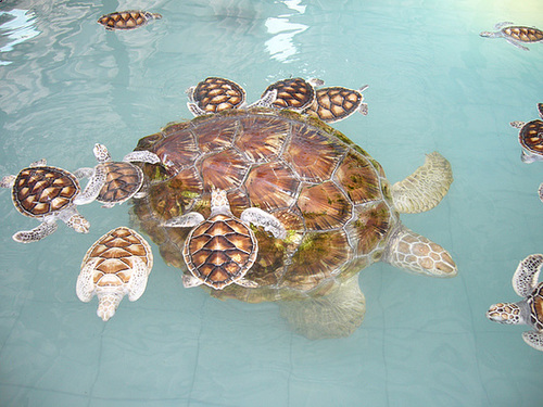 Hornbill Sea Turtle