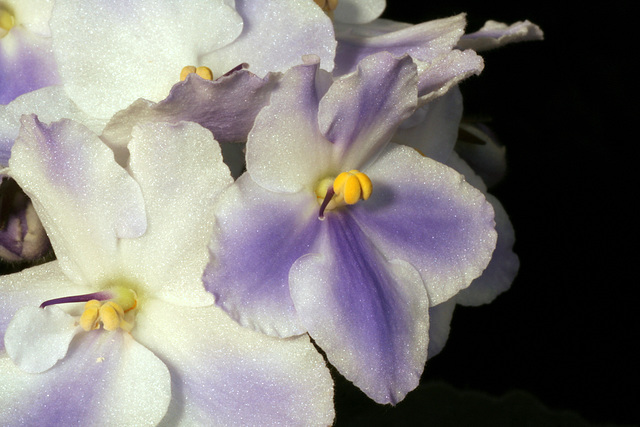 African Violets