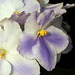 African Violets