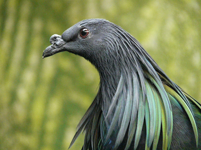 Nicobar Pigeon