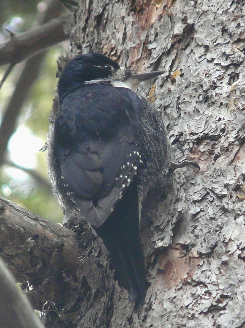 Black-backed Woodpecker