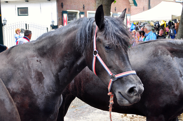 Paardenmarkt Voorschoten 2012 – Big mouth