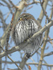 Northern Pygmy-owl