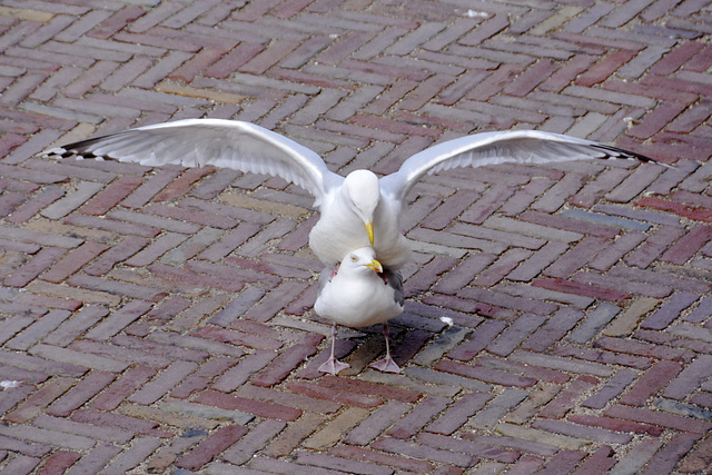 Married life for gulls