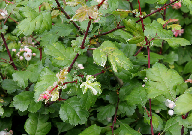 Crataegus ( x media 'Gireoudii' ? )