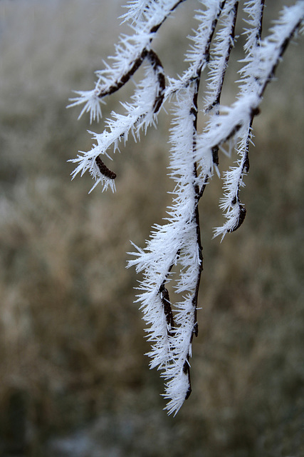 Jack Frost