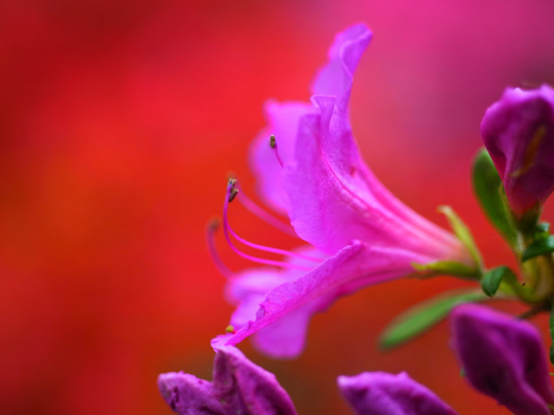 Winkworth Arboretum 4