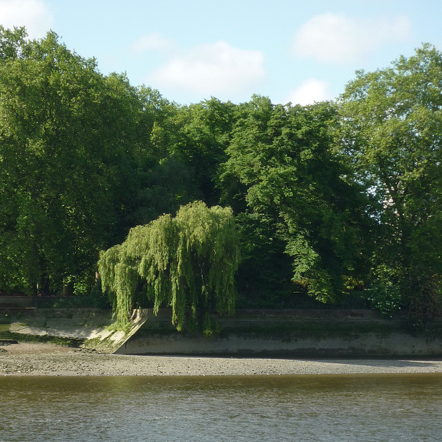 Willow, Battersea Park