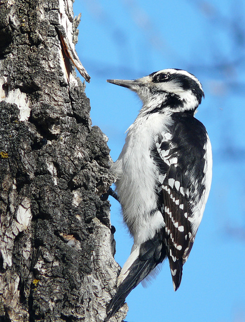 Hairy Woodpecker