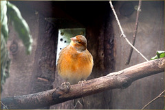 Joshi im Vogelpark