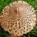 fungi in hatfield forest, essex