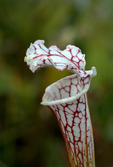 White Pitcher Plant (Sarracenia leucophylla)