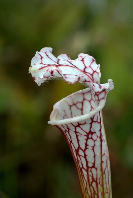 White Pitcher Plant (Sarracenia leucophylla) White Pitcher Plant (Sarracenia leucophylla)