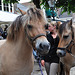 Paardenmarkt Voorschoten 2012 – Blond