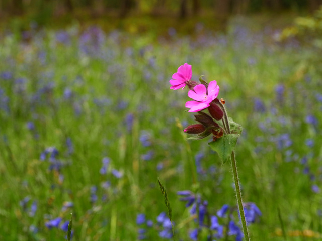 Winkworth Arboretum Wildflower 1