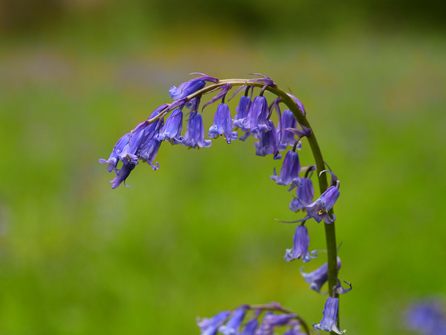 Winkworth Arboretum Bluebells 1