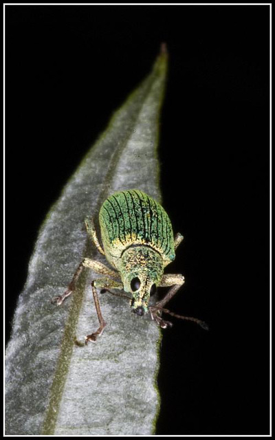 Weevil