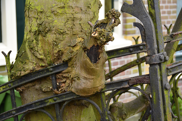 Fence and tree