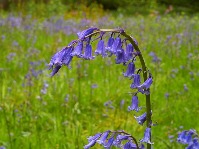 Winkworth Arboretum Bluebells 2