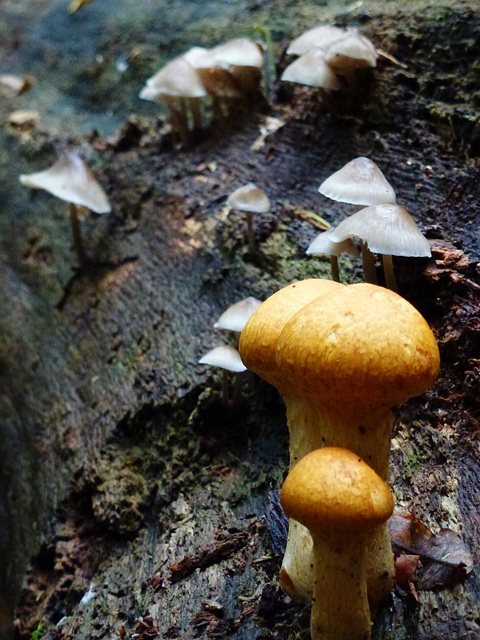 fungi in hatfield forest, essex