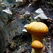 fungi in hatfield forest, essex